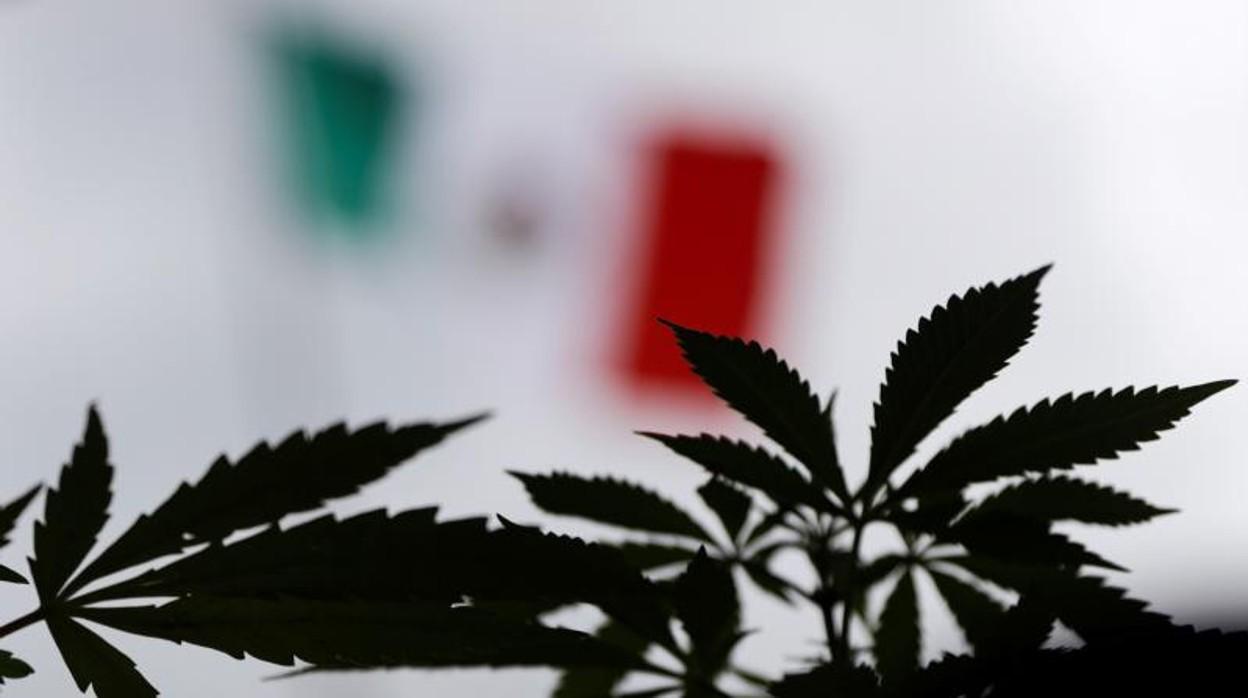 El Proceso De Legalización Del Cannabis En México: Un Cambio Histórico ...